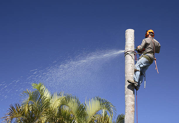 Best Tree Disease Treatment  in Biloxi, MS