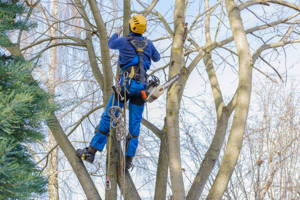 Best Tree Removal  in Biloxi, MS