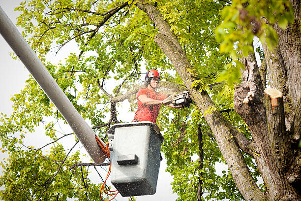 Best Leaf Removal  in Biloxi, MS