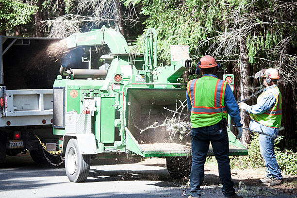 Best Fruit Tree Pruning  in Biloxi, MS