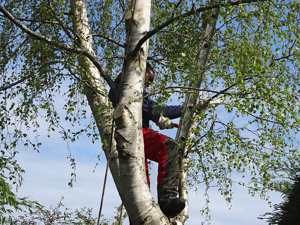 Leaf Removal