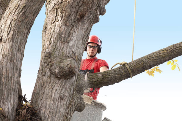 How Our Tree Care Process Works  in  Biloxi, MS